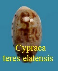 Cypraea teres elatensis, Heiman & Mienis 2002